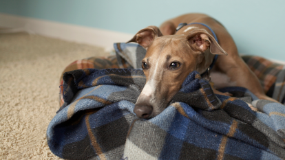 Greyhound relaxing on its bed