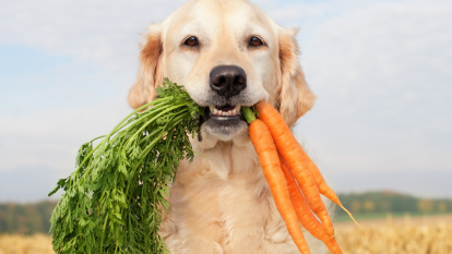 Golden Retriever dog holding carrots in his mouth