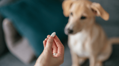 Woman holds pill in front of dog