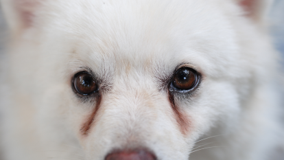 White dog with dark tear stains