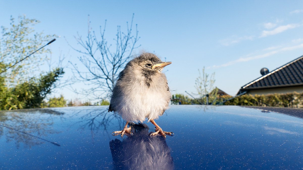 How to remove old bird poop stains from car