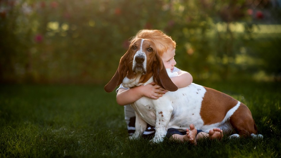 Best Hound Dog Breeds 2023: Here are 10 of the most adorable and