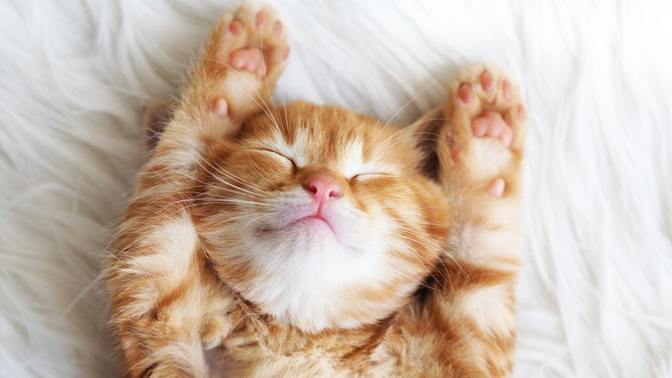 Cute Cats Offer Big Benefits for Your Mind and Body | Woman's World