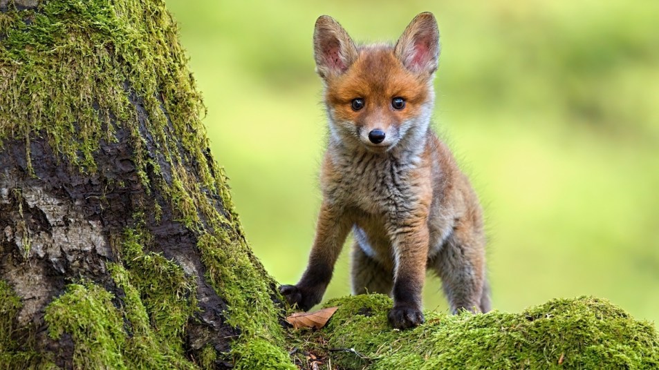 10 Cute Fox Photos and Fun Facts to Brighten Your Day