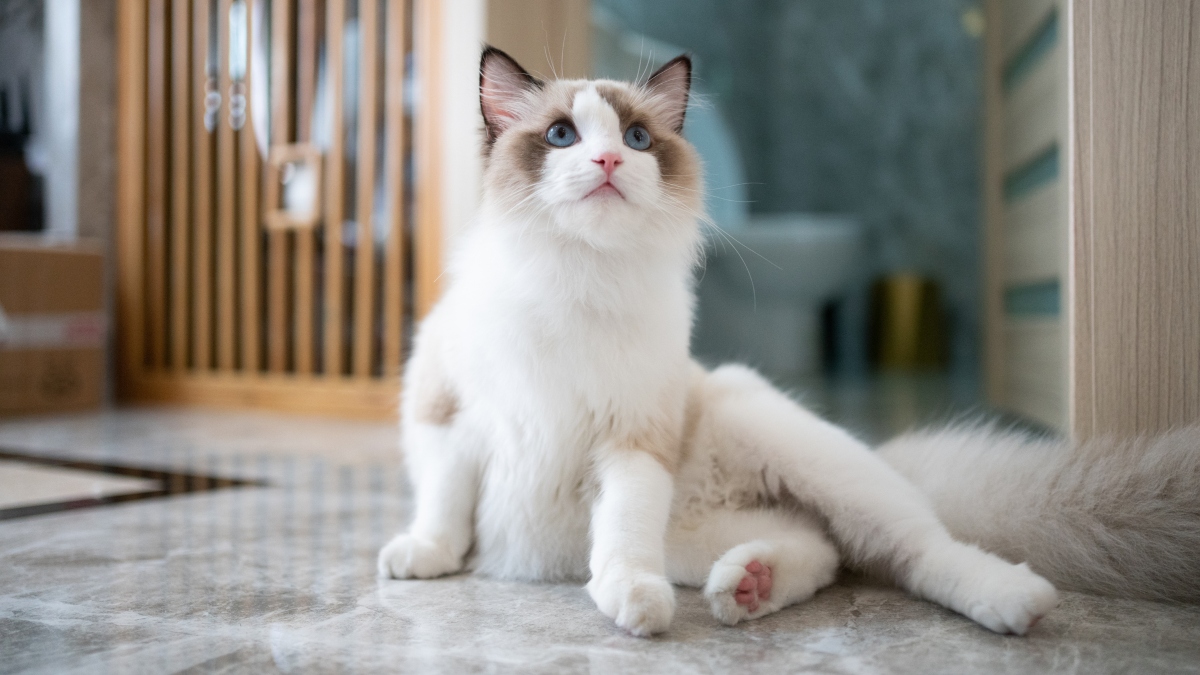 Do Ragdoll Cats Drool  : What You Need to Know