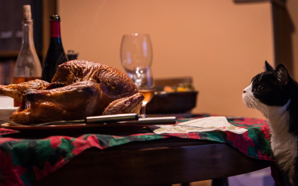 Black-and-white cat looking at turkey on Thanksgiving table