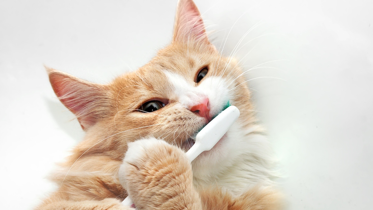 Cat sales and toothbrush