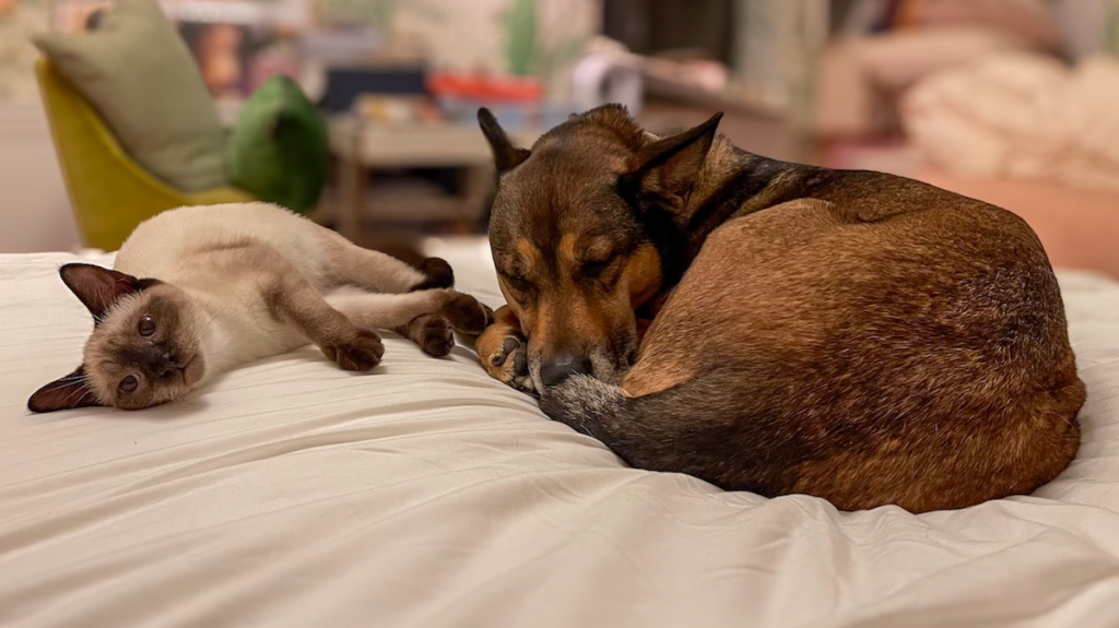 Mariska Hargitay's cat, Karma, and dog, Kaia