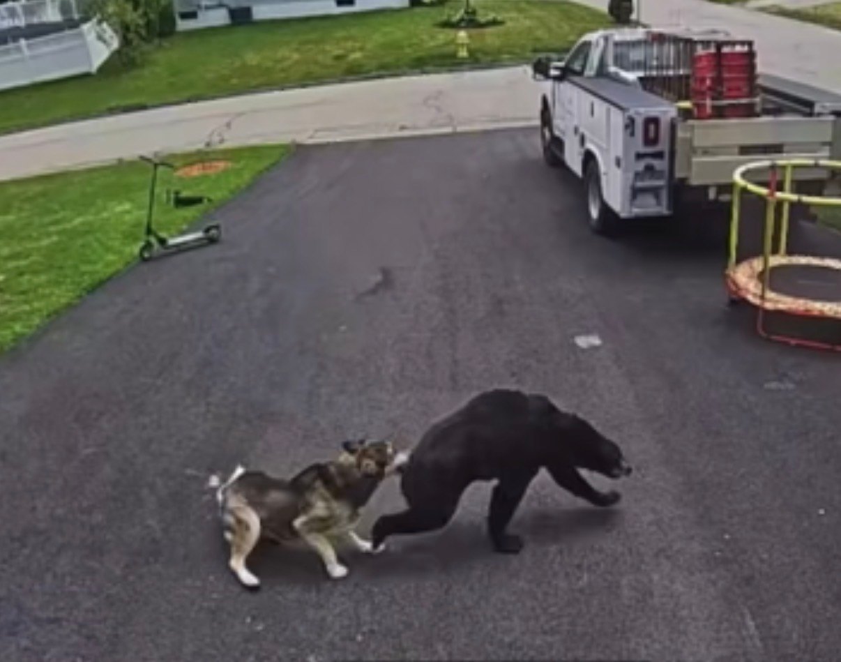 Bella was quick on her feet and chased the bear away from Colton