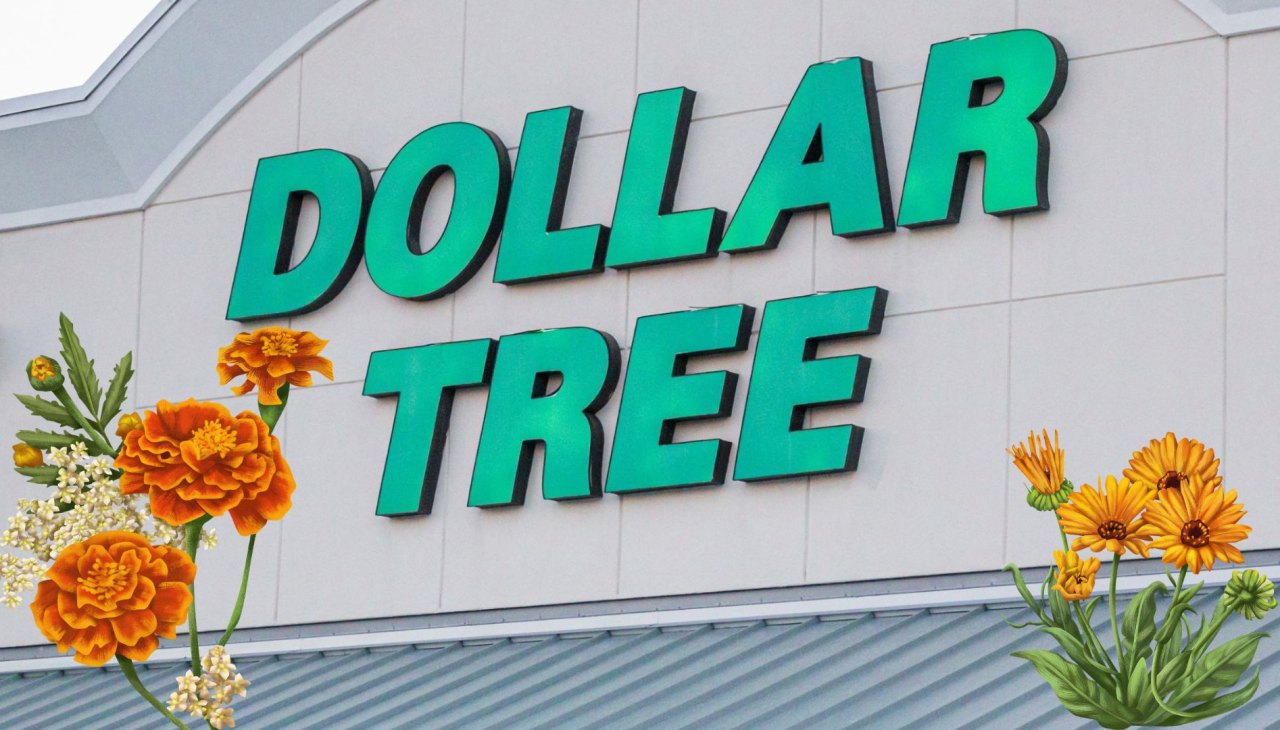 dollar tree ree