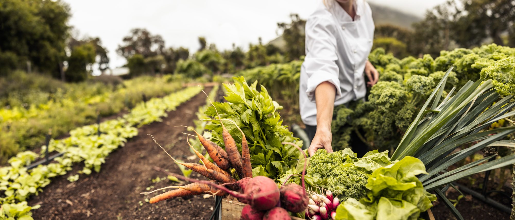 GettyImages-1346744481-What-Does-Regenerative-Organic-Certified-Mean-How-It-Compares-to-USDA-Organic-and-if-Its-Worth-Buying