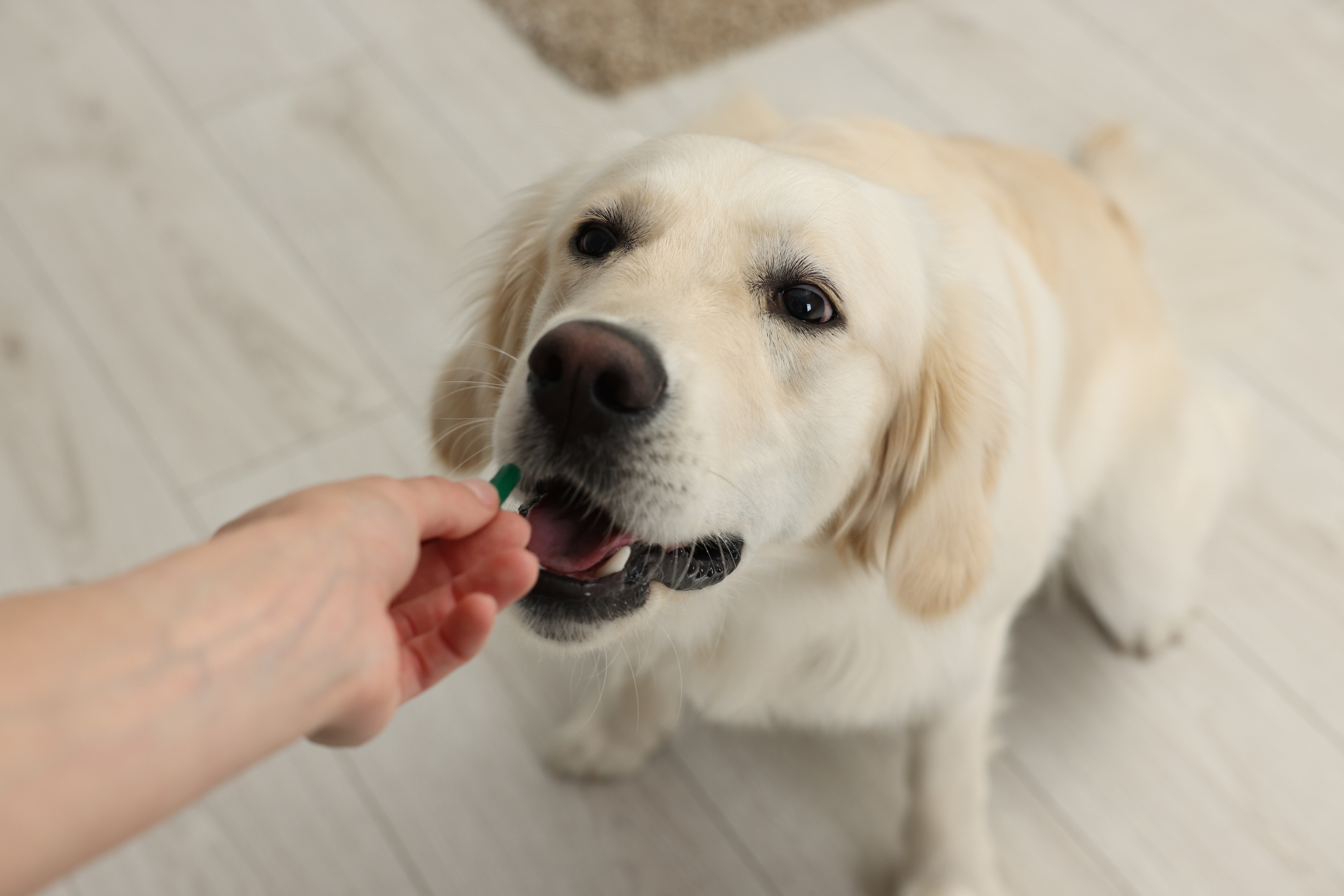 Scientists Created a Daily Pill to Help Dogs Live Longer and It Could Be Available Next Year