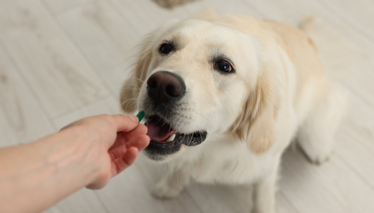 Scientists Created a Daily Pill to Help Dogs Live Longer and It Could Be Available Next Year
