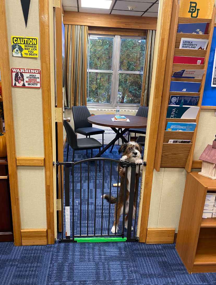 Students can visit the pups anytime throughout the day