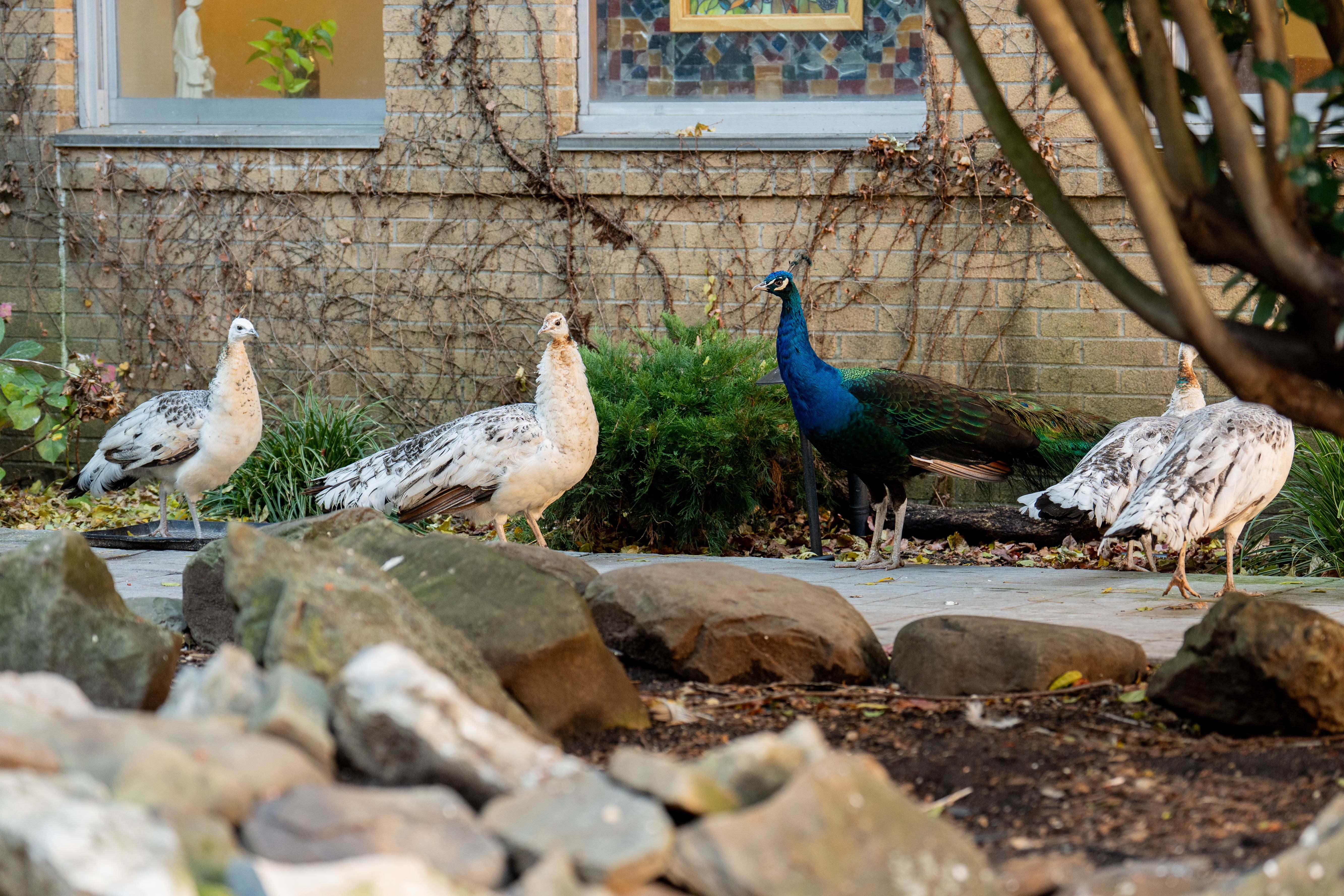 The beautiful peacocks joined the "campus zoo" 30 years ago